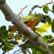 Senegal Parrot