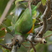 Senegal Parrot