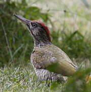 European Green Woodpecker