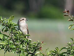 Red-backed Shrike