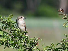 Red-backed Shrike