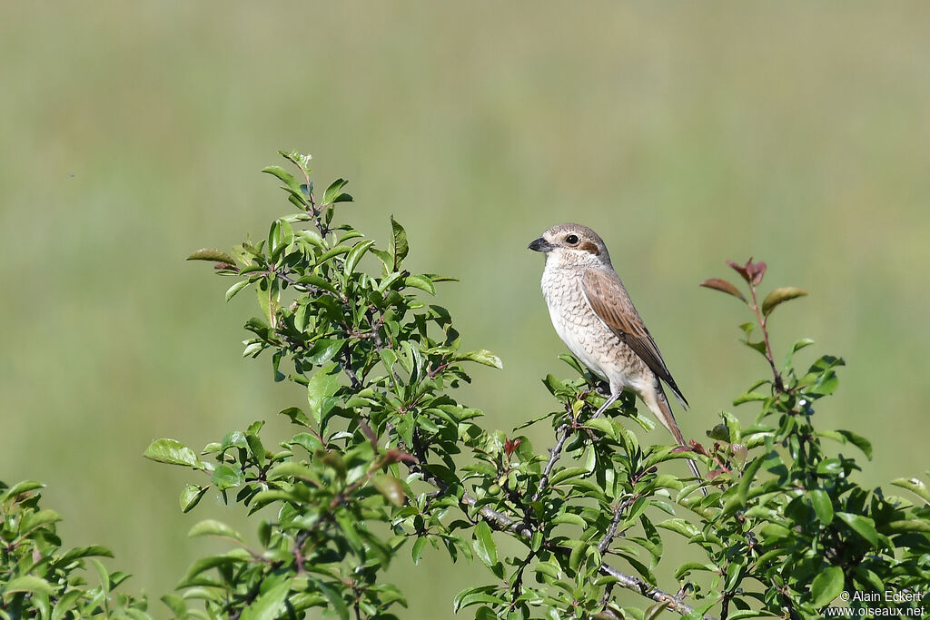 Red-backed Shrike