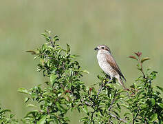 Red-backed Shrike