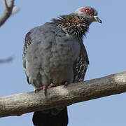 Speckled Pigeon