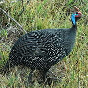 Helmeted Guineafowl