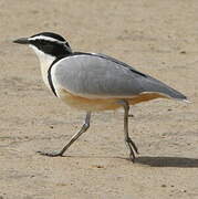 Egyptian Plover