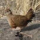 Poulette de roches