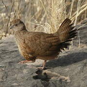 Stone Partridge