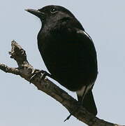 Indian Robin