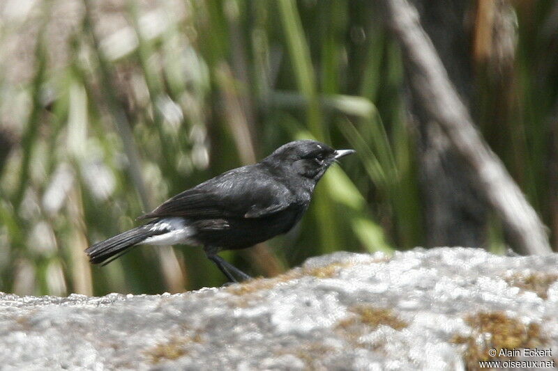 Indian Robin