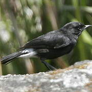 Indian Robin