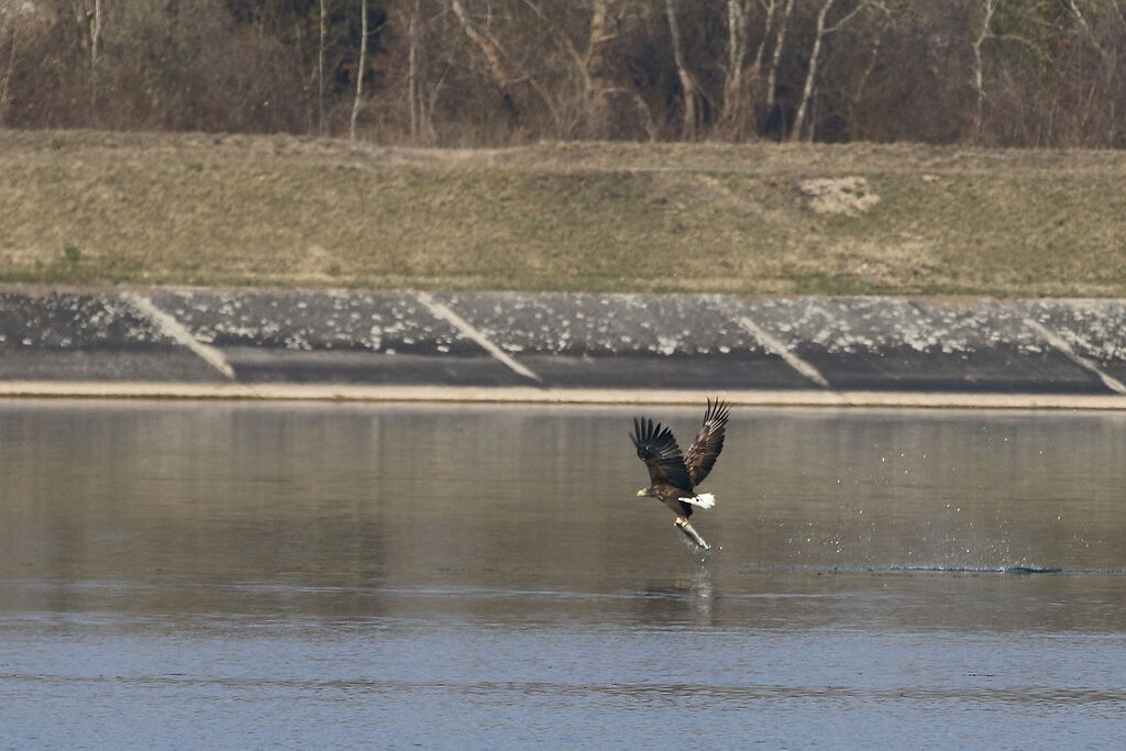 White-tailed Eagle