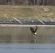 White-tailed Eagle