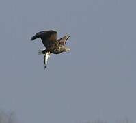 White-tailed Eagle