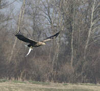 White-tailed Eagle