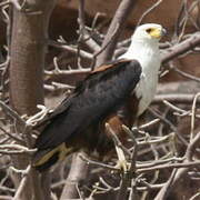 African Fish Eagle