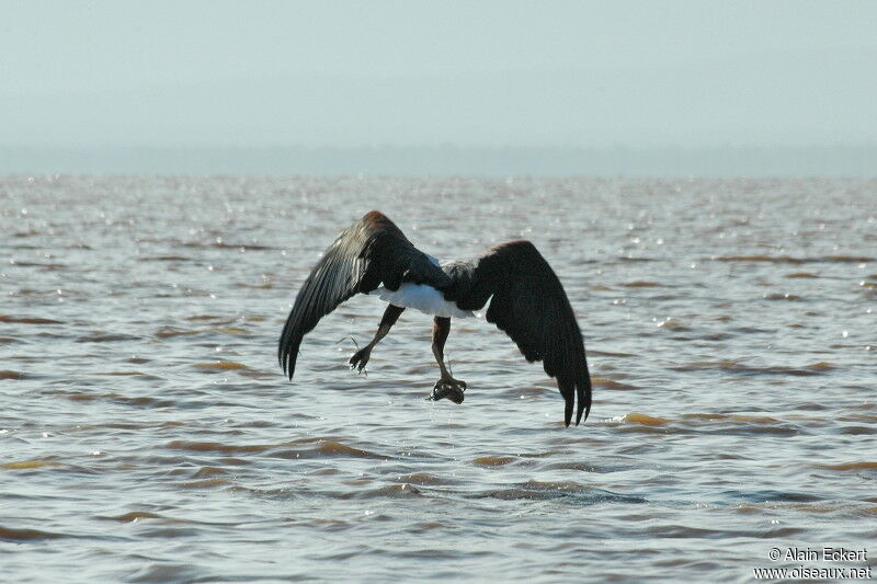 African Fish Eagle