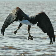 African Fish Eagle