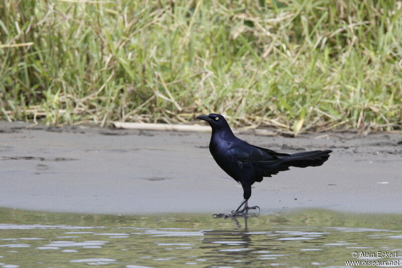 Great-tailed Grackle male