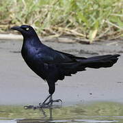 Great-tailed Grackle