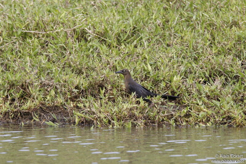 Great-tailed Grackle female