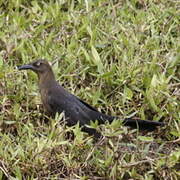 Great-tailed Grackle