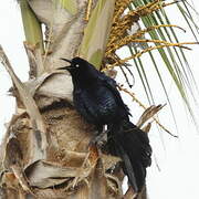 Great-tailed Grackle