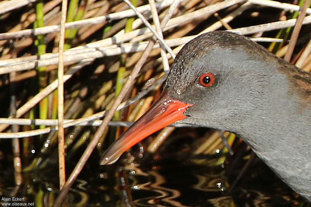 Water Railadult, close-up portrait