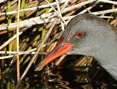 Water Rail