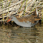 Water Rail