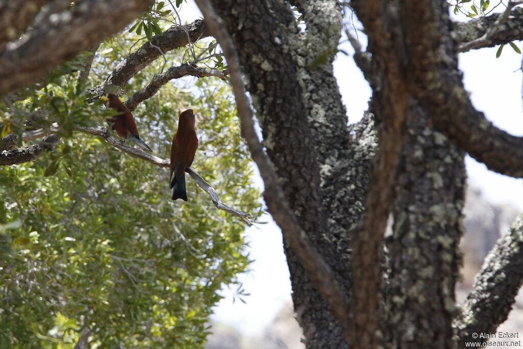 Broad-billed Roller