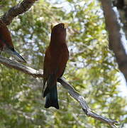 Broad-billed Roller