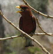 Broad-billed Roller