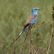 Abyssinian Roller