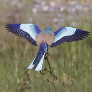 Abyssinian Roller