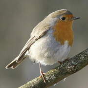 European Robin