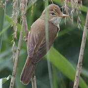 Common Reed Warbler