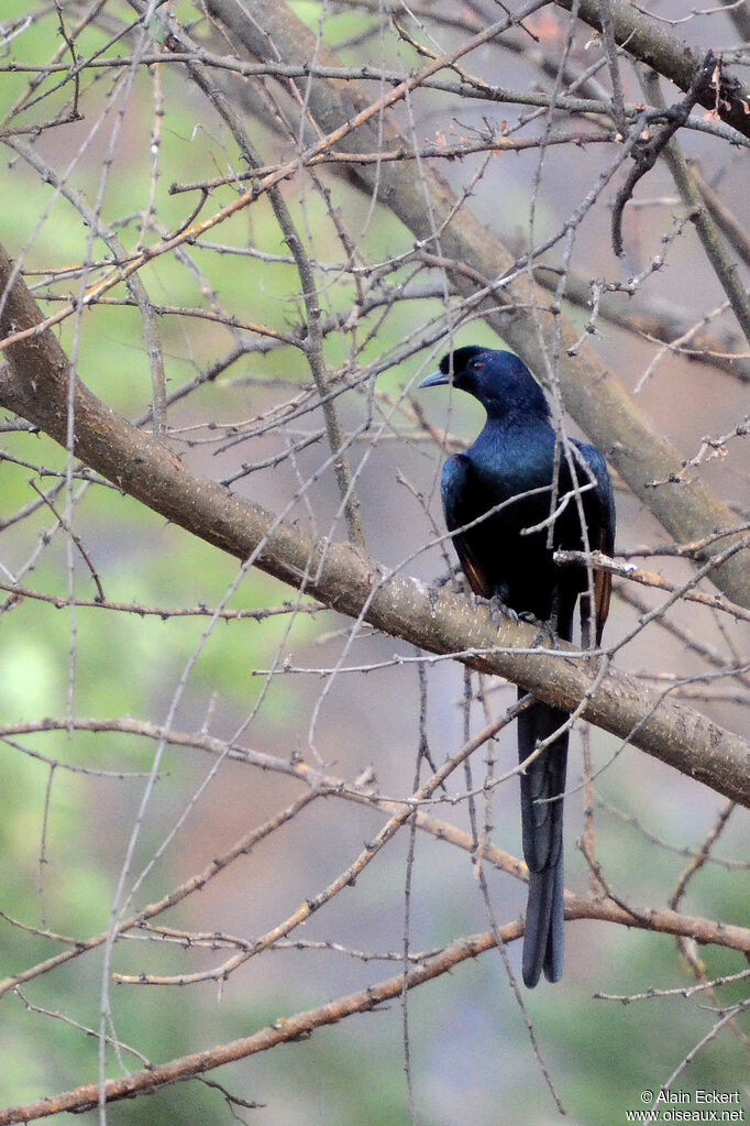 Bristle-crowned Starling