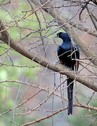 Bristle-crowned Starling