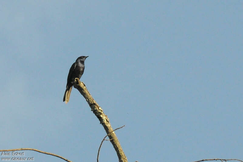 Stuhlmann's Starling male adult, Behaviour