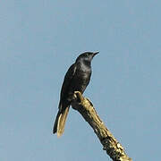 Stuhlmann's Starling