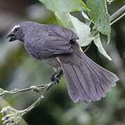 Cinnamon-bellied Saltator