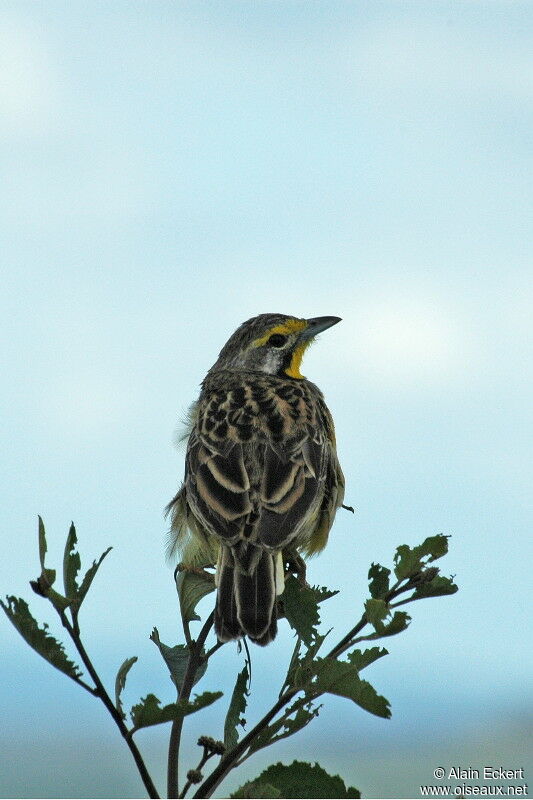 Yellow-throated Longclaw