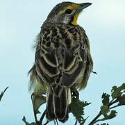 Yellow-throated Longclaw