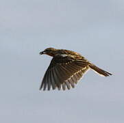 Rosy-throated Longclaw