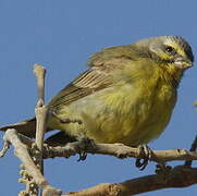 Serin du Mozambique