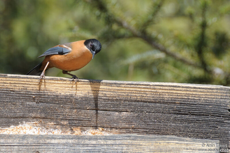 Rufous Sibia