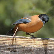 Rufous Sibia