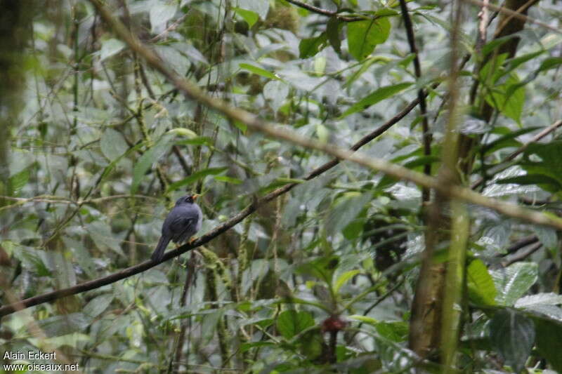 Solitaire masquéadulte, habitat