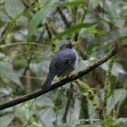 Black-faced Solitaire